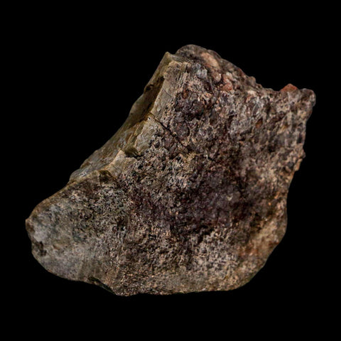 2.5" Allosaurus Fossil Vertebrae Bone Morrison FM Colorado Jurassic Dinosaur COA Stand