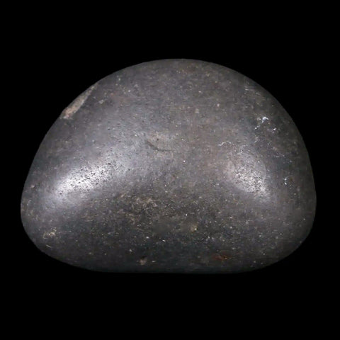 1.5" Sauropod Dinosaur Stomach Stone Gastrolith Rock Gizzard Stone COA - Fossil Age Minerals