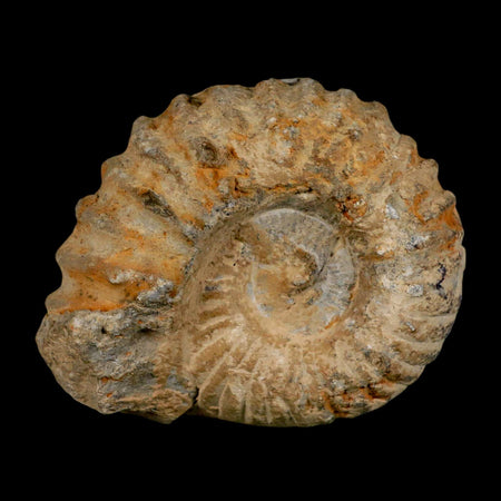 3.7" Acanthoceras Ammonite Fossil Agadir Morocco 360 Million Year Old COA