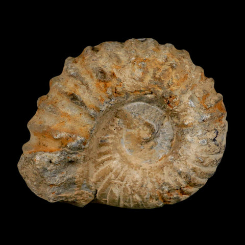 3.7" Acanthoceras Ammonite Fossil Agadir Morocco 360 Million Year Old COA