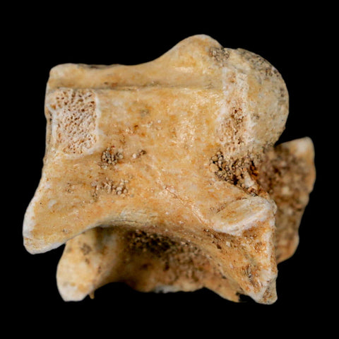 0.8" Palaeophis Magrebianus Sea Snake Vertebra Bone Upper Paleocene Morocco - Fossil Age Minerals