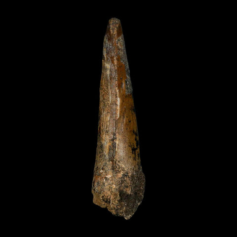 2.5" Suchomimus Fossil Tooth Cretaceous Spinosaurid Dinosaur Elraz FM Niger COA