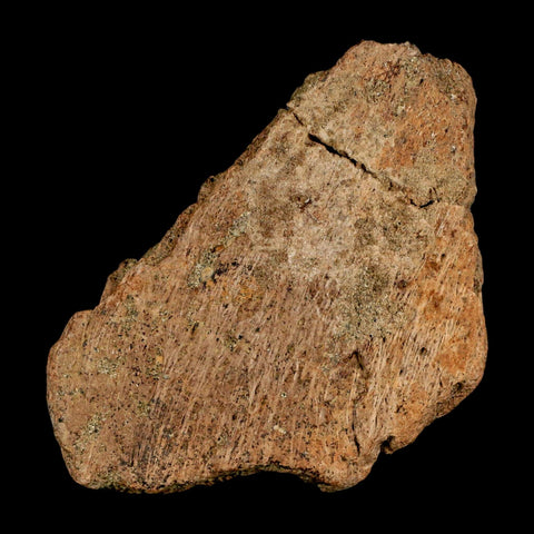 3.3" Ankylosaurus Fossil Skull Bone Lance Creel FM Cretaceous Dinosaur WY COA