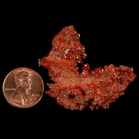 1.8" Sparkly Red Vanadinite Crystals On Orange Barite Blades Mineral Mabladen Morocco - Fossil Age Minerals