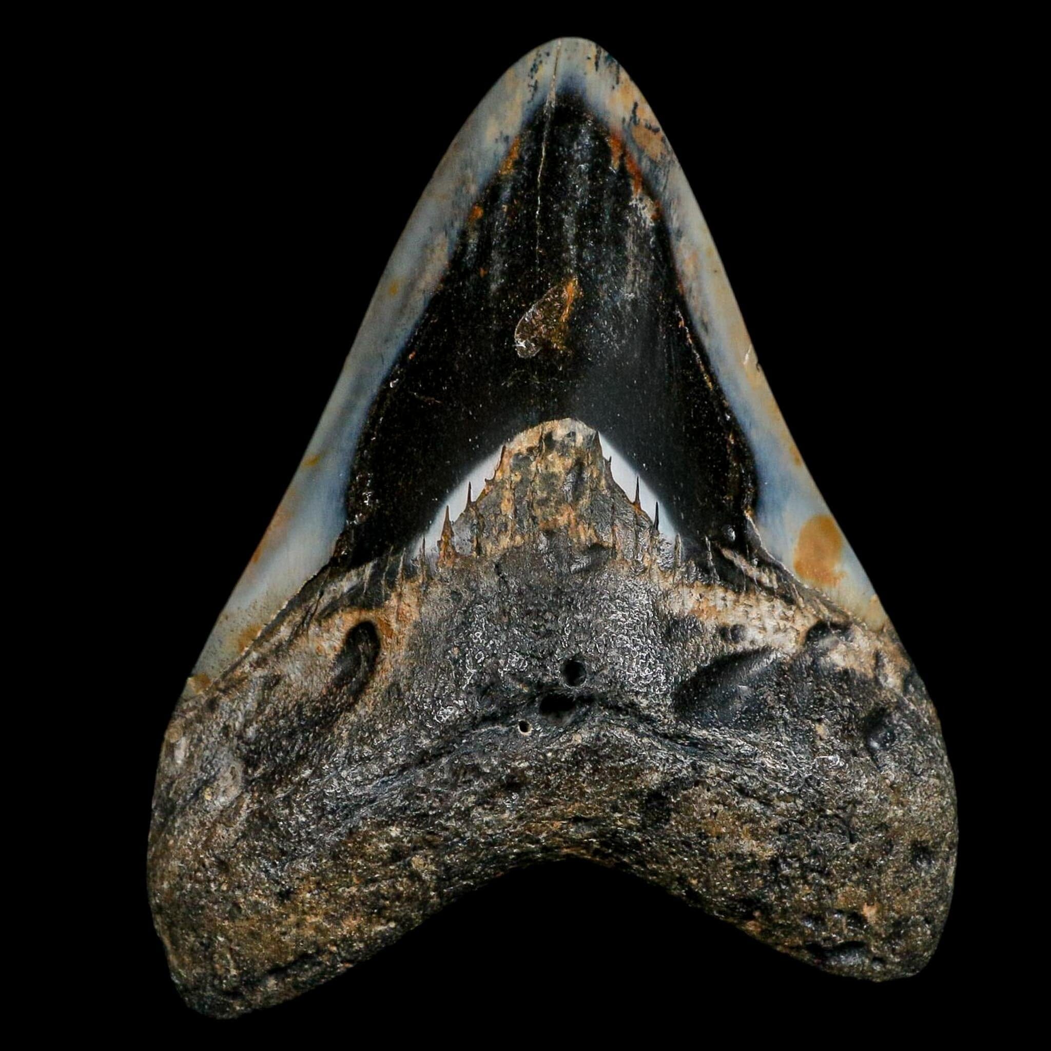 3.5" Quality Megalodon Shark Tooth Fossil Natural Miocene Age COA