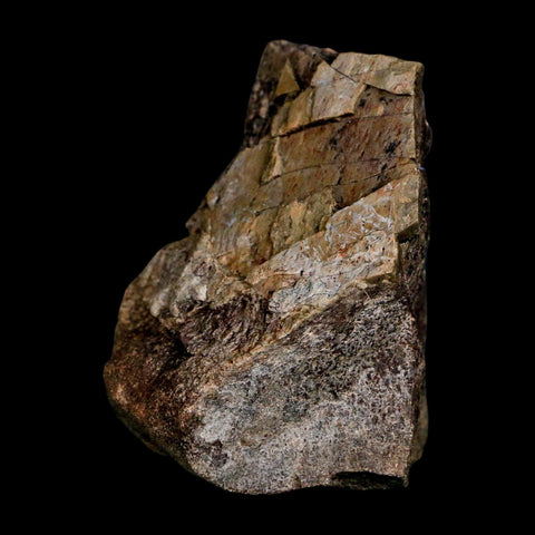 2.5" Allosaurus Fossil Vertebrae Bone Morrison FM Colorado Jurassic Dinosaur COA Stand