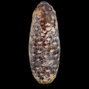XL 2.4" Fossil Pine Cone Equicalastrobus Replaced By Agate Eocene Age Seeds Fruit