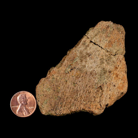 3.3" Ankylosaurus Fossil Skull Bone Lance Creel FM Cretaceous Dinosaur WY COA