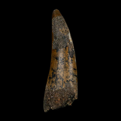 2.5" Suchomimus Fossil Tooth Cretaceous Spinosaurid Dinosaur Elraz FM Niger COA
