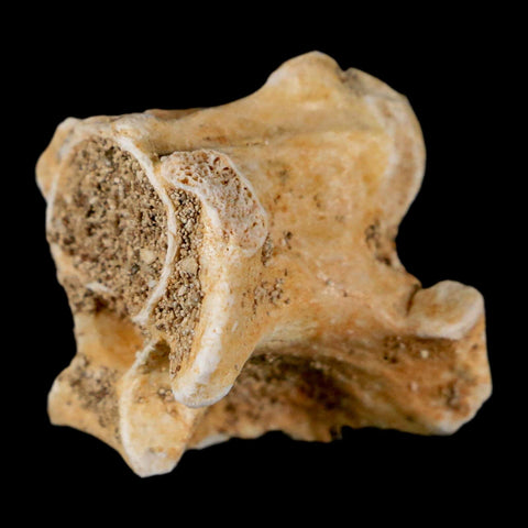 0.8" Palaeophis Magrebianus Sea Snake Vertebra Bone Upper Paleocene Morocco - Fossil Age Minerals