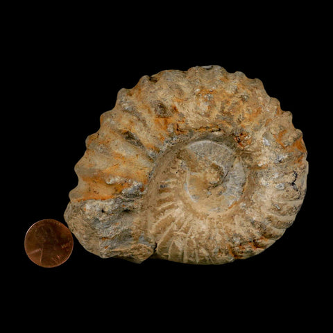 3.7" Acanthoceras Ammonite Fossil Agadir Morocco 360 Million Year Old COA
