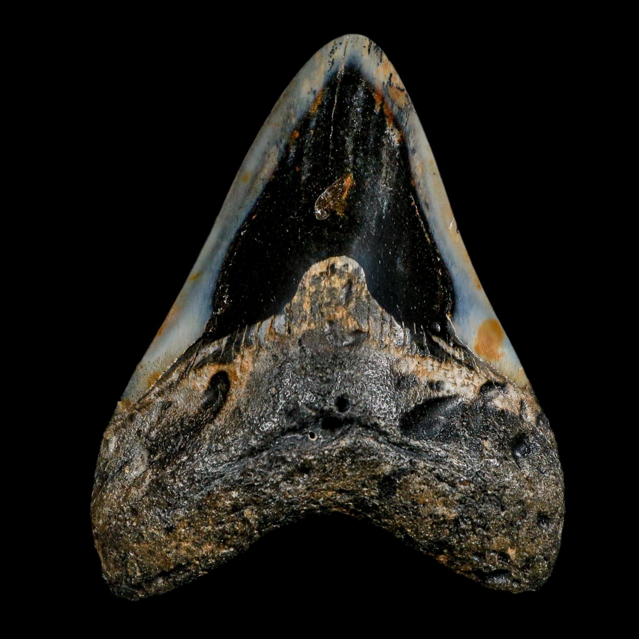 3.5" Quality Megalodon Shark Tooth Fossil Natural Miocene Age COA