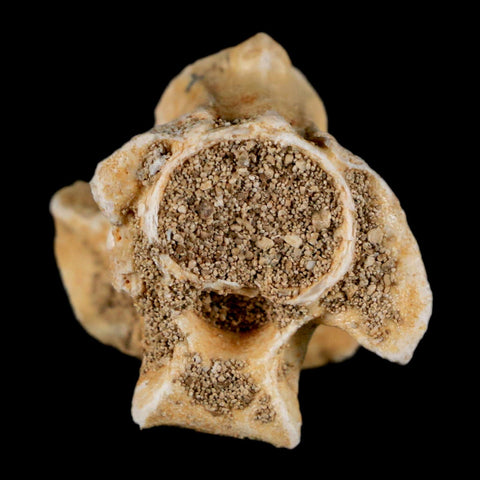 0.8" Palaeophis Magrebianus Sea Snake Vertebra Bone Upper Paleocene Morocco - Fossil Age Minerals
