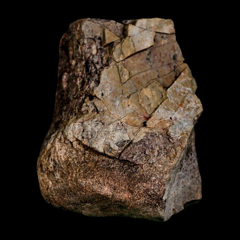 2.5" Allosaurus Fossil Vertebrae Bone Morrison FM Colorado Jurassic Dinosaur COA Stand