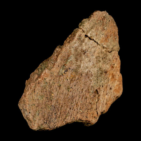 3.3" Ankylosaurus Fossil Skull Bone Lance Creel FM Cretaceous Dinosaur WY COA