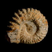 3.7" Acanthoceras Ammonite Fossil Agadir Morocco 360 Million Year Old COA