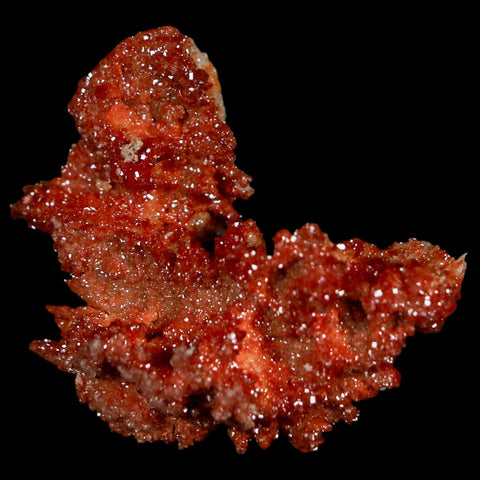 1.8" Sparkly Red Vanadinite Crystals On Orange Barite Blades Mineral Mabladen Morocco - Fossil Age Minerals