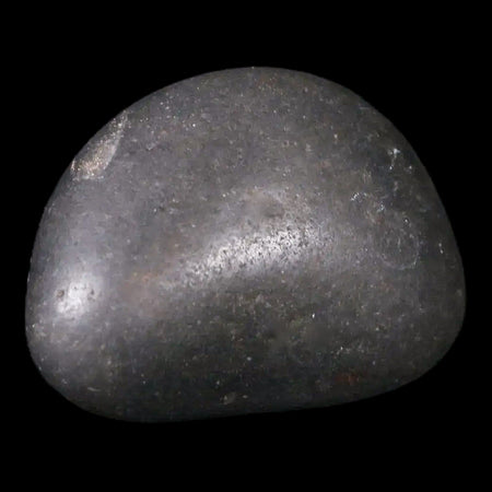 1.5" Sauropod Dinosaur Stomach Stone Gastrolith Rock Gizzard Stone COA