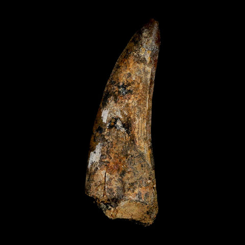 2.5" Suchomimus Fossil Tooth Cretaceous Spinosaurid Dinosaur Elraz FM Niger COA