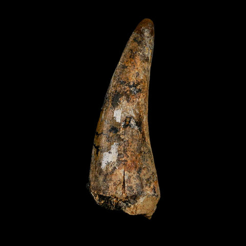2.5" Suchomimus Fossil Tooth Cretaceous Spinosaurid Dinosaur Elraz FM Niger COA