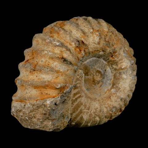3.7" Acanthoceras Ammonite Fossil Agadir Morocco 360 Million Year Old COA