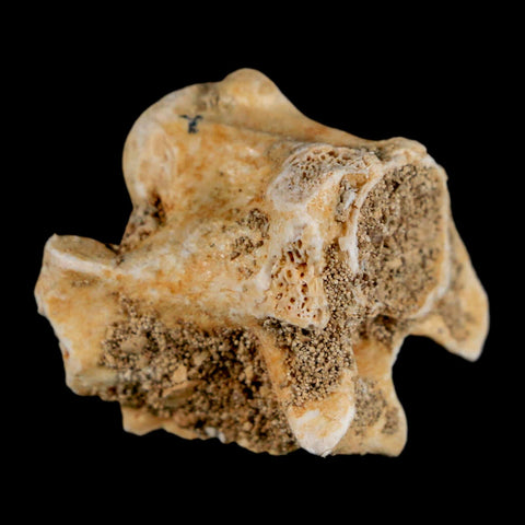 0.8" Palaeophis Magrebianus Sea Snake Vertebra Bone Upper Paleocene Morocco - Fossil Age Minerals