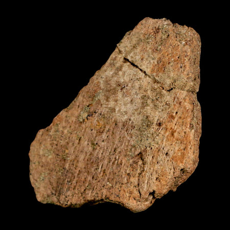 3.3" Ankylosaurus Fossil Skull Bone Lance Creel FM Cretaceous Dinosaur WY COA