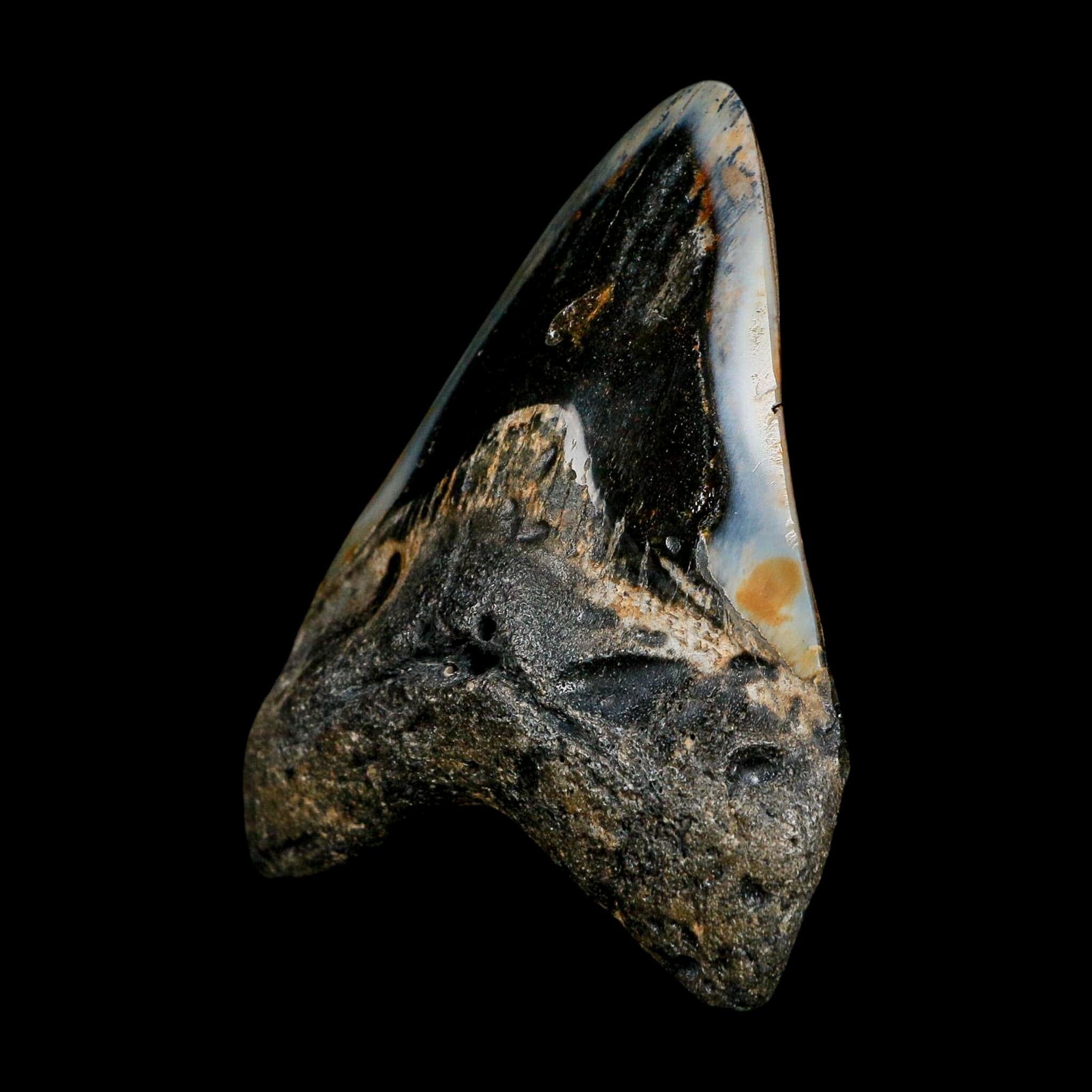 3.5" Quality Megalodon Shark Tooth Fossil Natural Miocene Age COA