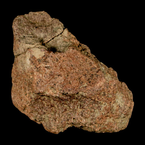 3.3" Ankylosaurus Fossil Skull Bone Lance Creel FM Cretaceous Dinosaur WY COA