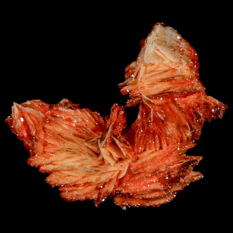 1.8" Sparkly Red Vanadinite Crystals On Orange Barite Blades Mineral Mabladen Morocco - Fossil Age Minerals