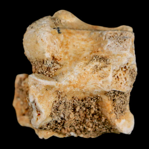 0.8" Palaeophis Magrebianus Sea Snake Vertebra Bone Upper Paleocene Morocco - Fossil Age Minerals