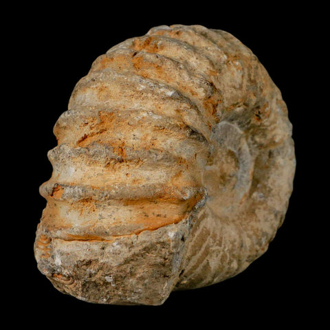 3.7" Acanthoceras Ammonite Fossil Agadir Morocco 360 Million Year Old COA
