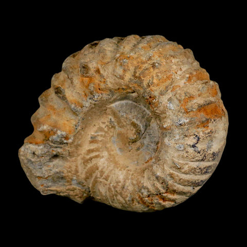 3.7" Acanthoceras Ammonite Fossil Agadir Morocco 360 Million Year Old COA