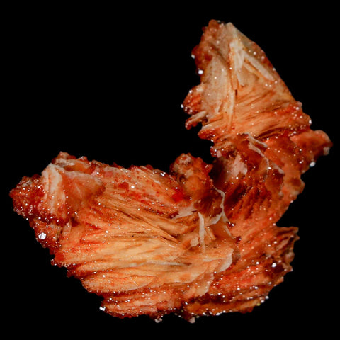 1.8" Sparkly Red Vanadinite Crystals On Orange Barite Blades Mineral Mabladen Morocco - Fossil Age Minerals