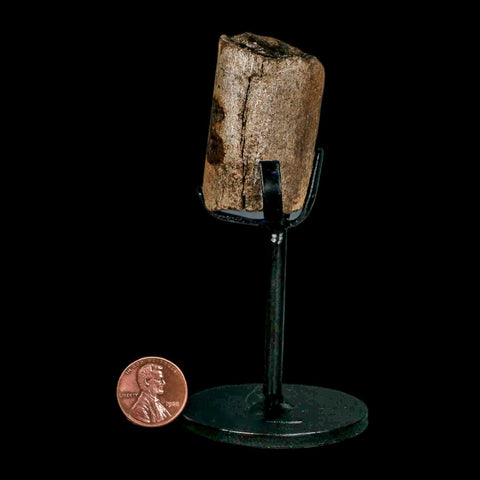 1.8" Allosaurus Fossil Rib Bone Morrison FM Colorado Jurassic Dinosaur COA Stand