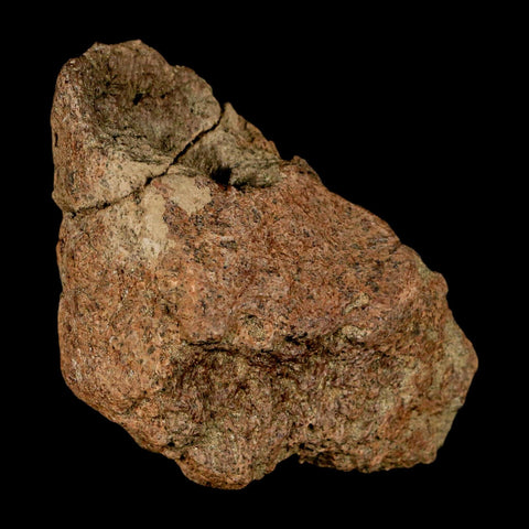 3.3" Ankylosaurus Fossil Skull Bone Lance Creel FM Cretaceous Dinosaur WY COA