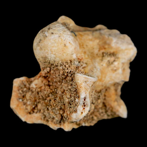 0.8" Palaeophis Magrebianus Sea Snake Vertebra Bone Upper Paleocene Morocco - Fossil Age Minerals