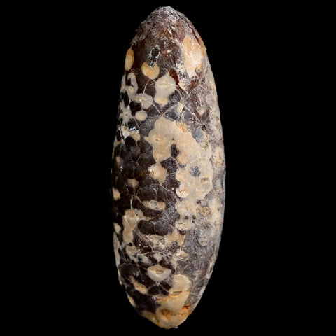 XL 2.4" Fossil Pine Cone Equicalastrobus Replaced By Agate Eocene Age Seeds Fruit - Fossil Age Minerals