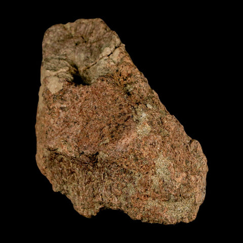 3.3" Ankylosaurus Fossil Skull Bone Lance Creel FM Cretaceous Dinosaur WY COA