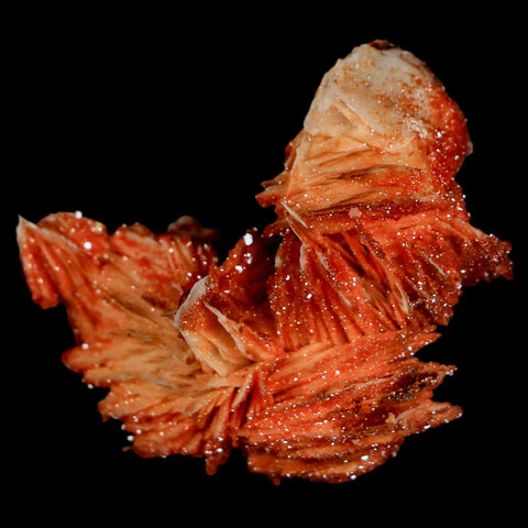 1.8" Sparkly Red Vanadinite Crystals On Orange Barite Blades Mineral Mabladen Morocco - Fossil Age Minerals