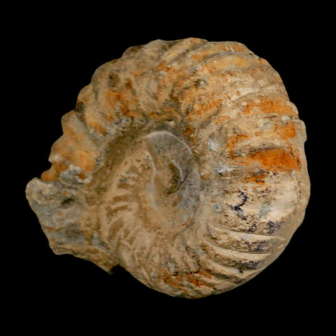 3.7" Acanthoceras Ammonite Fossil Agadir Morocco 360 Million Year Old COA