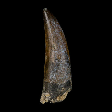 2.1" Suchomimus Fossil Tooth Cretaceous Spinosaurid Dinosaur Elraz FM Niger COA - Fossil Age Minerals