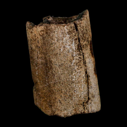 1.8" Allosaurus Fossil Rib Bone Morrison FM Colorado Jurassic Dinosaur COA Stand