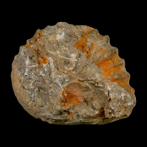 3.7" Acanthoceras Ammonite Fossil Agadir Morocco 360 Million Year Old COA