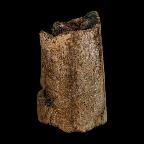 1.8" Allosaurus Fossil Rib Bone Morrison FM Colorado Jurassic Dinosaur COA Stand