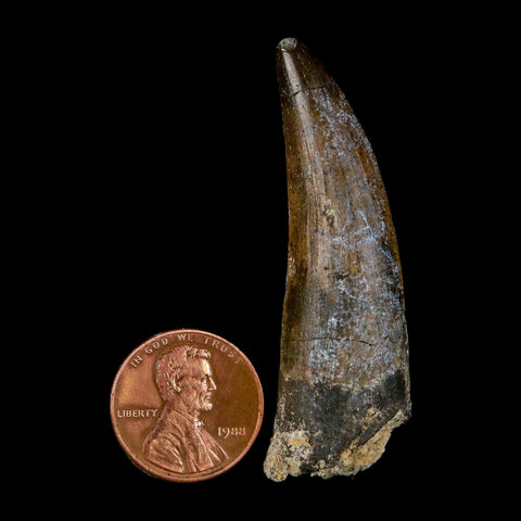 2.1" Suchomimus Fossil Tooth Cretaceous Spinosaurid Dinosaur Elraz FM Niger COA - Fossil Age Minerals