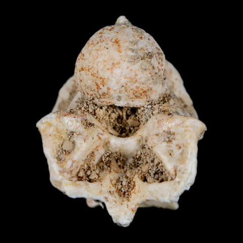 1" Palaeophis Magrebianus Sea Snake Vertebra Bone Upper Paleocene Morocco - Fossil Age Minerals
