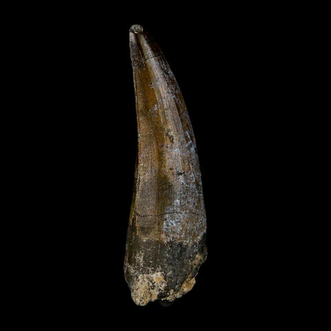 2.1" Suchomimus Fossil Tooth Cretaceous Spinosaurid Dinosaur Elraz FM Niger COA - Fossil Age Minerals