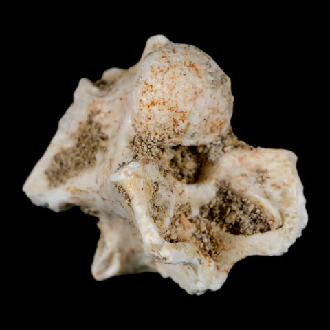 1" Palaeophis Magrebianus Sea Snake Vertebra Bone Upper Paleocene Morocco - Fossil Age Minerals