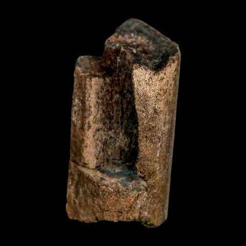 1.8" Allosaurus Fossil Rib Bone Morrison FM Colorado Jurassic Dinosaur COA Stand